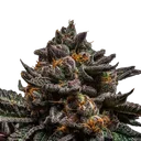 Braincake | PHOTOFEM | Ripper Seeds - Freigestellt 2026-10-09