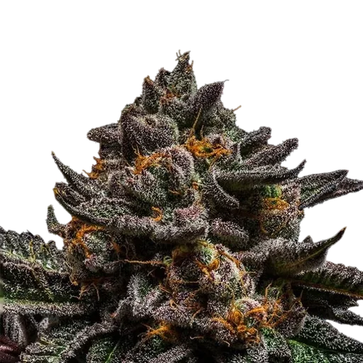 Braincake | PHOTOFEM | Ripper Seeds - Freigestellt 2026-10-09