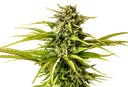 Break-Up Cake | PHOTOFEM | Kannabia Seeds - Freigestellt 2026-10-09