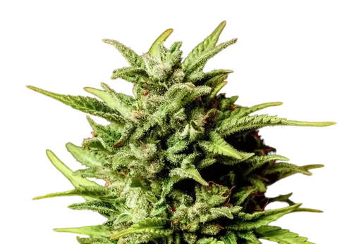 Break-Up Cake Auto | AUTOFEM | Kannabia Seeds - Freigestellt 2026-10-09