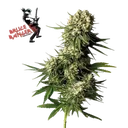 Bruce Banger | PHOTOFEM | Seedsman - Freigestellt 2026-10-09