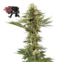 Bruce Banger Fast | PHOTOFEM | Seedsman - Freigestellt 2026-10-09