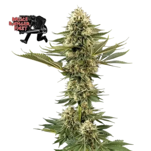 Bruce Banger Fast | PHOTOFEM | Seedsman - Freigestellt 2026-10-09