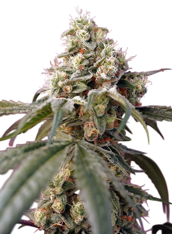 Bruce Banner Auto – Galerieansicht