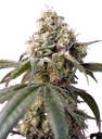 Bruce Banner Auto | AUTOFEM | Sweet Seeds - Freigestellt 2026-10-09