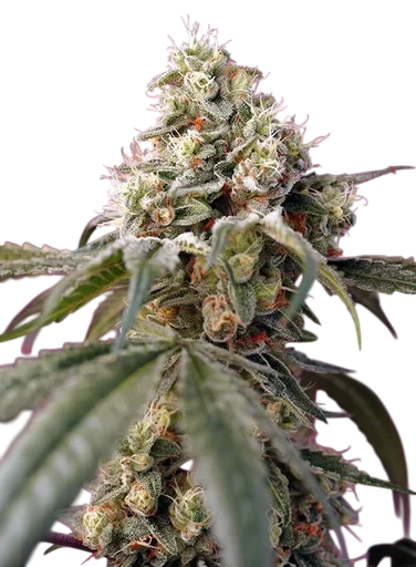 Bruce Banner Auto | AUTOFEM | Sweet Seeds - Freigestellt 2026-10-09