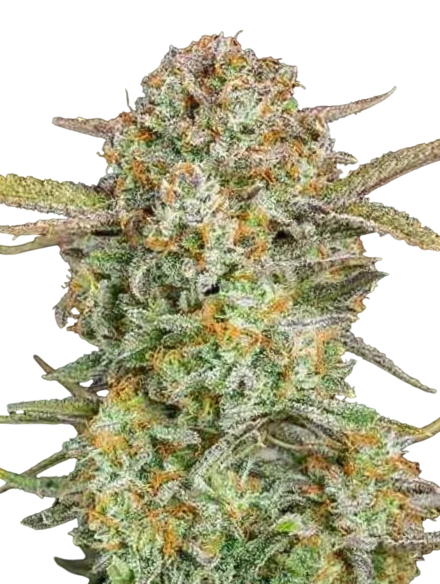 Bruce Banner XXL Auto | AUTOFEM | Advanced Seeds - Freigestellt 2026-10-09
