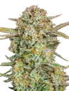 Bruce Banner XXL Auto | AUTOFEM | Advanced Seeds - Freigestellt 2026-10-09