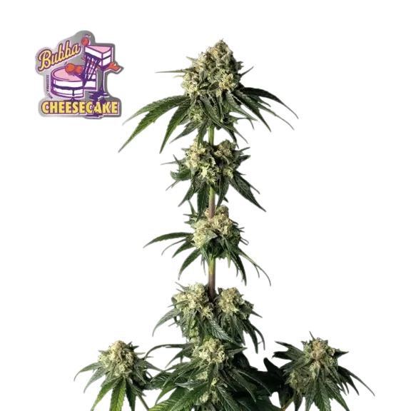 Bubba Cheesecake – Galerieansicht