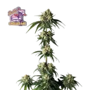 Bubba Cheesecake | PHOTOFEM | Seedsman - Freigestellt 2026-10-09