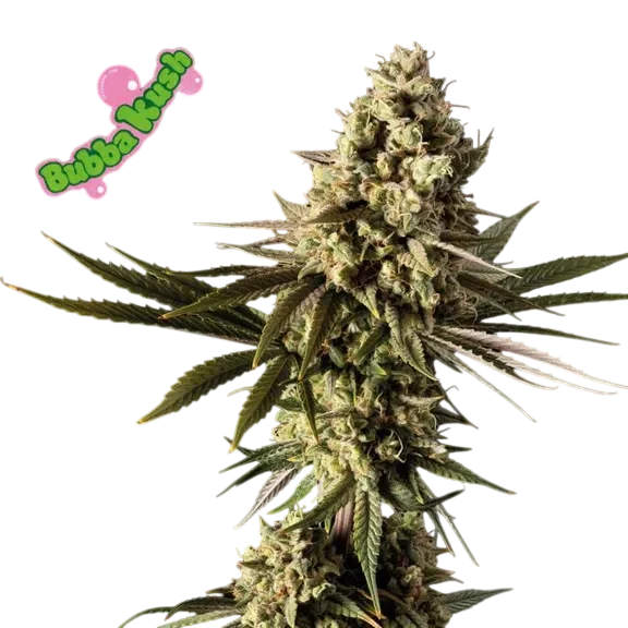 Bubba Kush – Galerieansicht