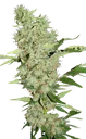 Bubble Gum | PHOTOREG | Serious Seeds - Freigestellt 2026-10-09