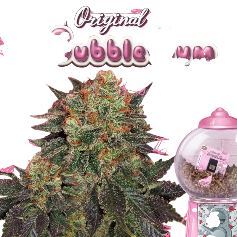 Bubble Gum – Galerieansicht