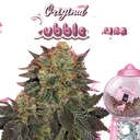 Bubble Gum | PHOTOFEM | T.H. Seeds - Freigestellt 2026-10-09