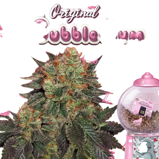 Bubble Gum | PHOTOFEM | T.H. Seeds - Freigestellt 2026-10-09