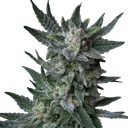 Bubble Gum Auto | AUTOFEM | T.H. Seeds - Freigestellt 2026-10-09