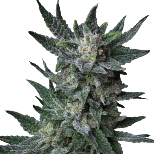 Bubble Gum Auto | AUTOFEM | T.H. Seeds - Freigestellt 2026-10-09