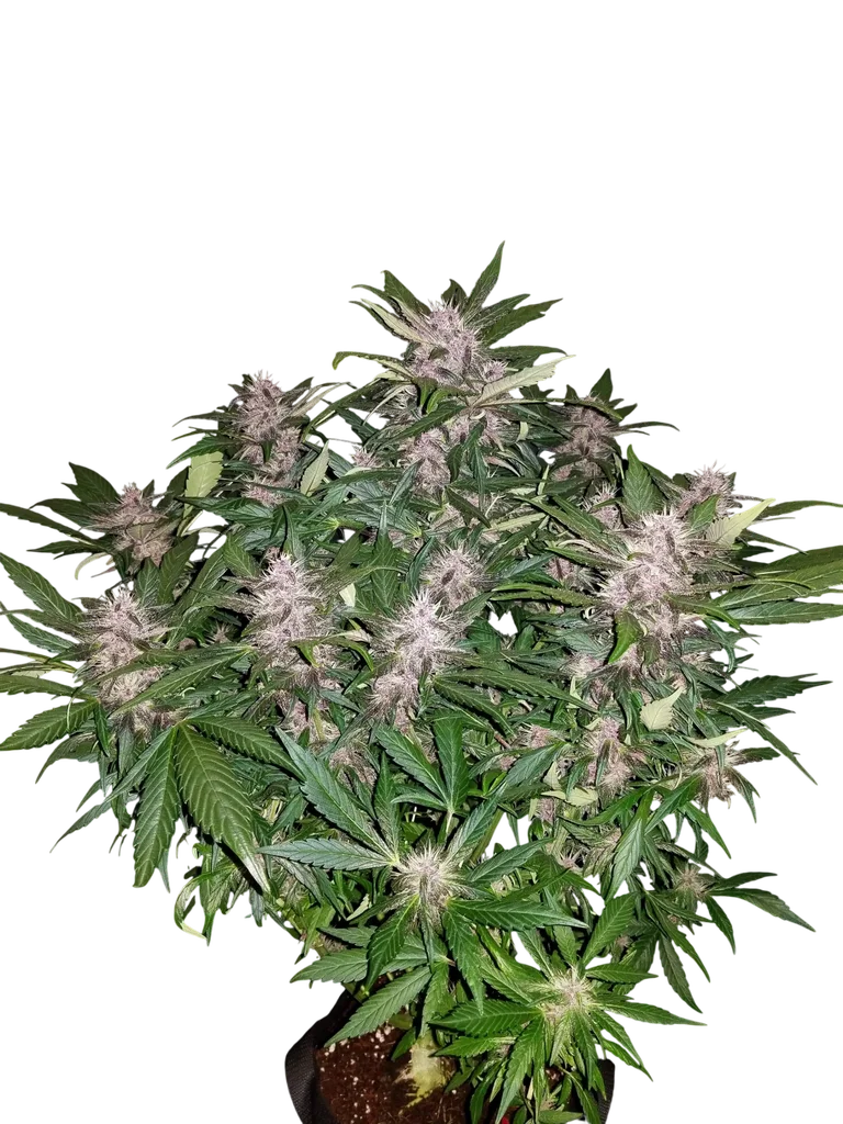 C4 Auto | AUTOFEM | Fast Buds - Freigestellt 2026-10-09
