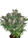 C4 Auto | AUTOFEM | Fast Buds - Freigestellt 2026-10-09
