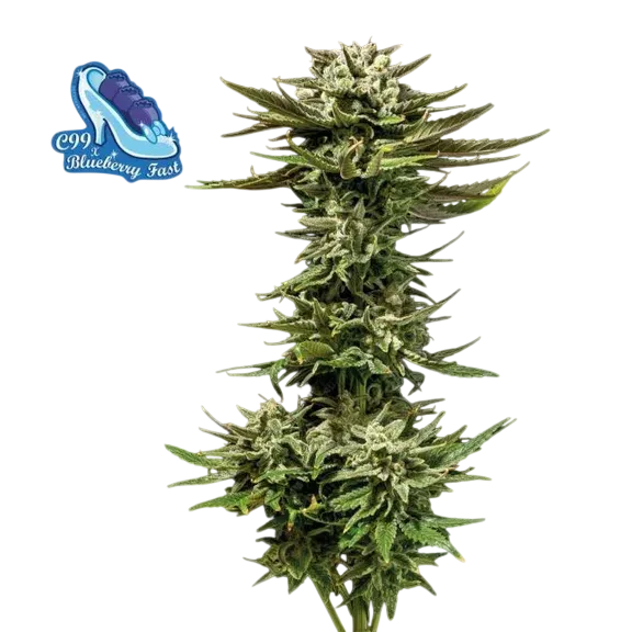 C99 x Blueberry Fast | PHOTOFEM | Seedsman - Freigestellt 2026-10-09