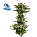 C99 x Blueberry Fast | PHOTOFEM | Seedsman - Freigestellt 2026-10-09