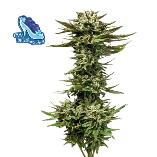 C99 x Blueberry Fast | PHOTOFEM | Seedsman - Freigestellt 2026-10-09