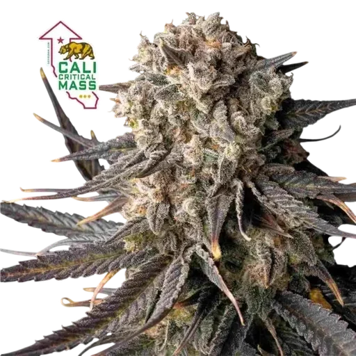 Cali Critical Mass | PHOTOFEM | Seedsman - Freigestellt 2026-10-09