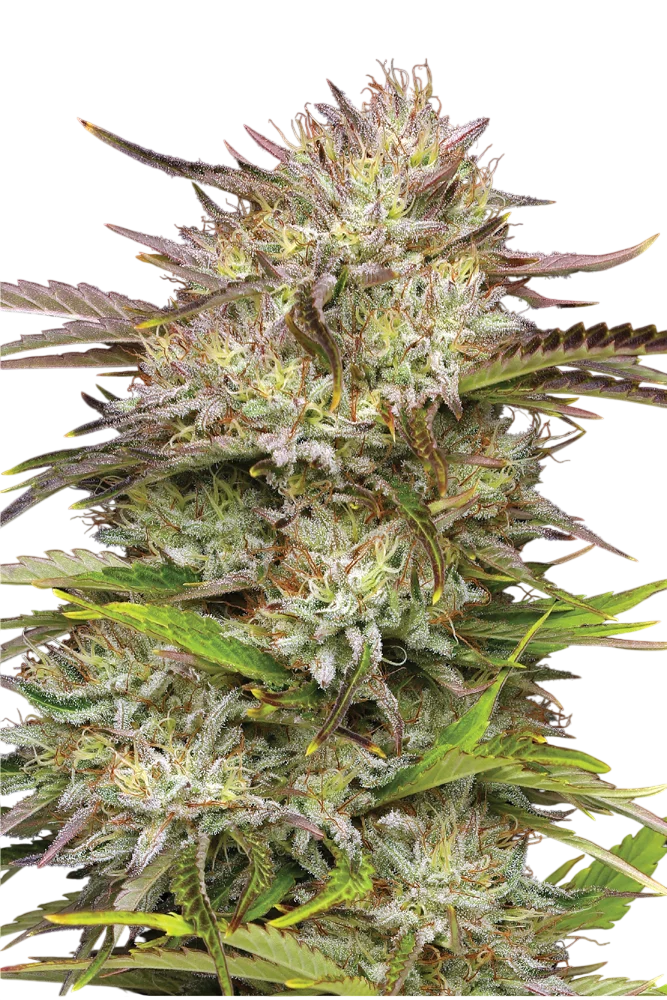 California Haze | PHOTOFEM | Humboldt Seed Co. - Freigestellt 2026-10-09