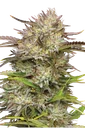 California Haze | PHOTOFEM | Humboldt Seed Co. - Freigestellt 2026-10-09