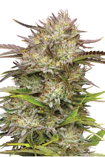 California Haze | PHOTOFEM | Humboldt Seed Co. - Freigestellt 2026-10-09