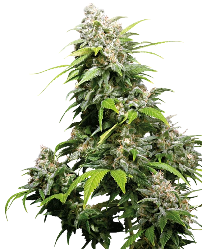 California Indica | PHOTOFEM | Sensi Seeds - Freigestellt 2026-10-09