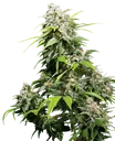 California Indica | PHOTOFEM | Sensi Seeds - Freigestellt 2026-10-09