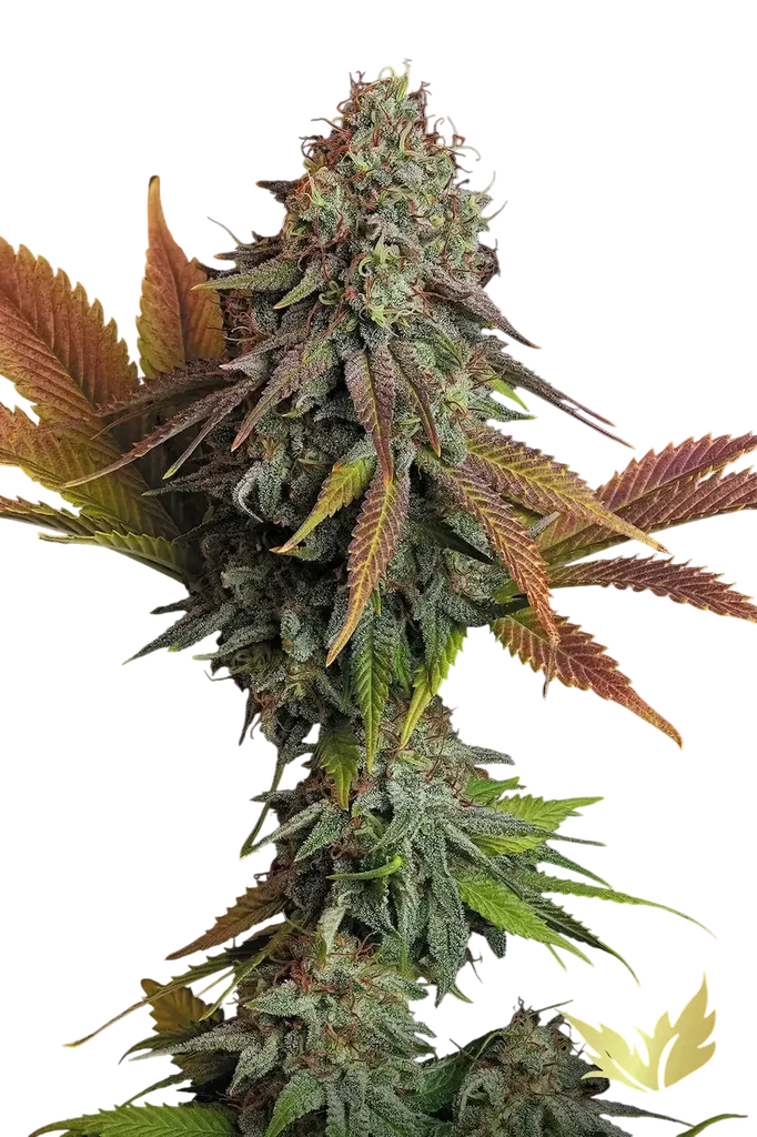 Californian Gold | PHOTOFEM | Paradise Seeds - Freigestellt 2026-10-09