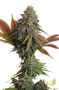 Californian Gold | PHOTOFEM | Paradise Seeds - Freigestellt 2026-10-09