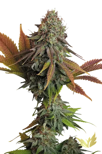 Californian Gold | PHOTOFEM | Paradise Seeds - Freigestellt 2026-10-09