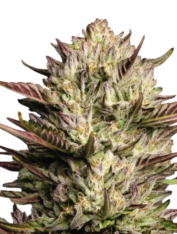 California Octane | PHOTOFEM | Humboldt Seed Co. - Freigestellt 2026-10-09