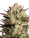 California Octane | PHOTOFEM | Humboldt Seed Co. - Freigestellt 2026-10-09