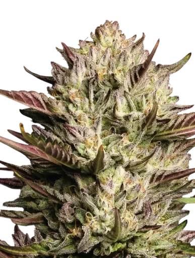 California Octane | PHOTOFEM | Humboldt Seed Co. - Freigestellt 2026-10-09