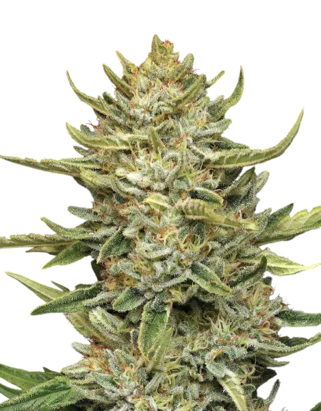 California Sour Diesel Auto | AUTOFEM | Humboldt Seed Co. - Freigestellt 2026-10-09