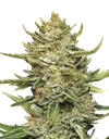 California Sour Diesel Auto | AUTOFEM | Humboldt Seed Co. - Freigestellt 2026-10-09