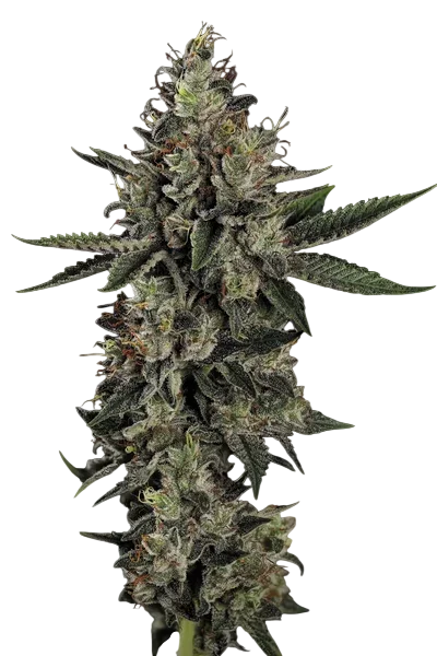 Candy Breath | PHOTOFEM | Paradise Seeds - Freigestellt 2026-10-09