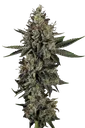 Candy Breath | PHOTOFEM | Paradise Seeds - Freigestellt 2026-10-09