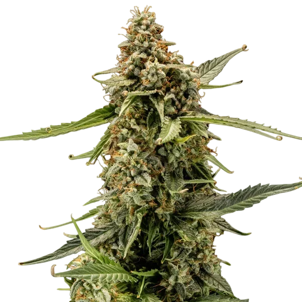 Titan F1 Auto | AUTOFEM | Royal Queen Seeds - Freigestellt 2026-10-09