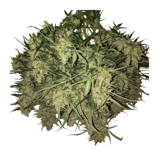 Think Big Auto | AUTOFEM | Dutch Passion - Freigestellt 2026-10-21