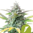 Quick One | AUTOFEM | Royal Queen Seeds - vorheriges Hauptbild
