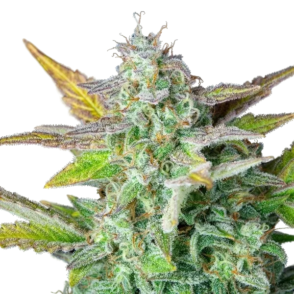Quick One | AUTOFEM | Royal Queen Seeds - Freigestellt 2026-05-12