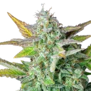 Quick One | AUTOFEM | Royal Queen Seeds - Freigestellt 2026-05-12