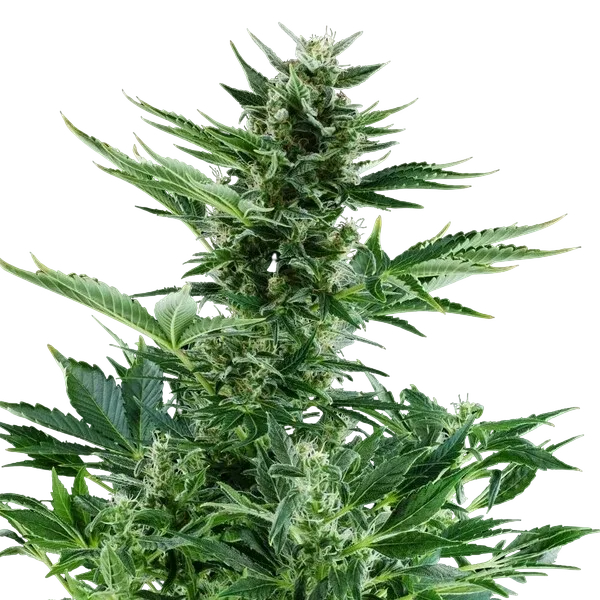 Quick One | AUTOFEM | Royal Queen Seeds - Freigestellt 2026-05-12