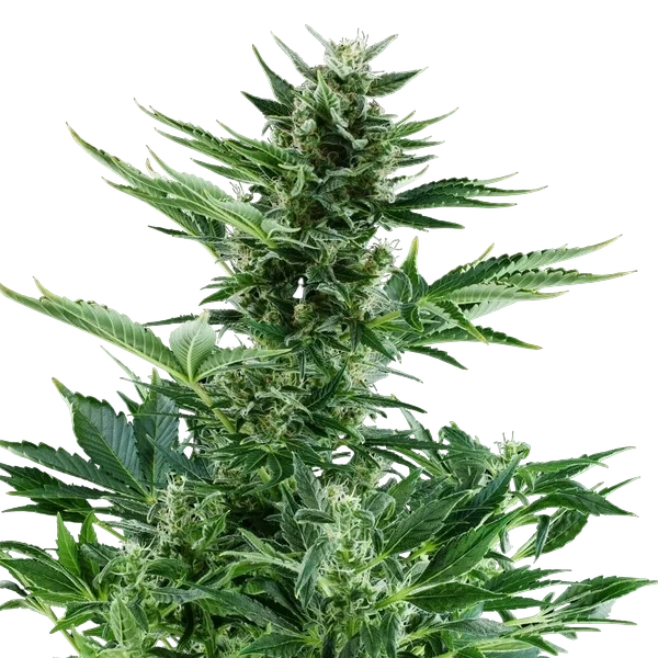 Quick One | AUTOFEM | Royal Queen Seeds - Freigestellt 2026-05-12