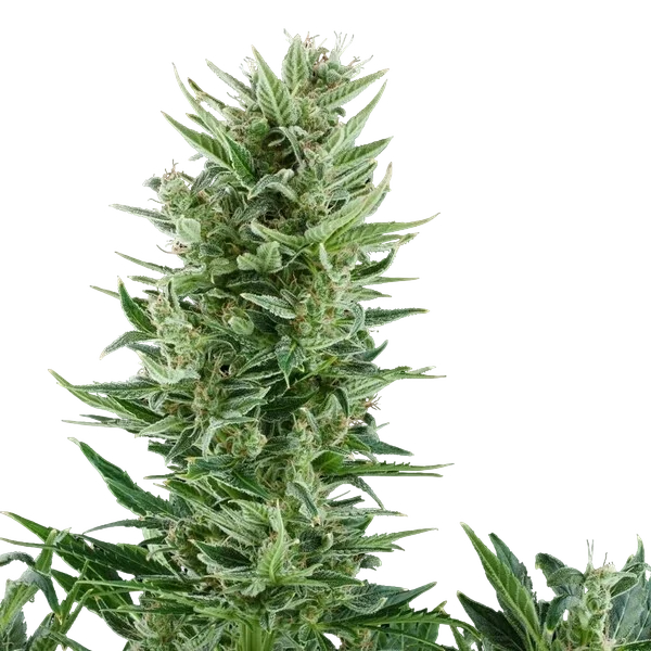 Quick One | AUTOFEM | Royal Queen Seeds - vorheriges Hauptbild
